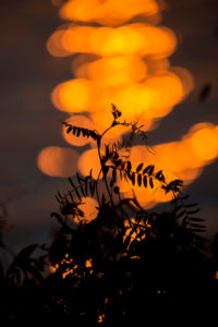 Plant silhouetted against orange shining light reflections in the background Plant silhouetted against orange shining light reflections in the background
